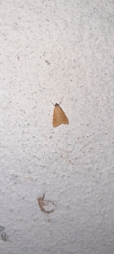 Rusty Dot Pearl