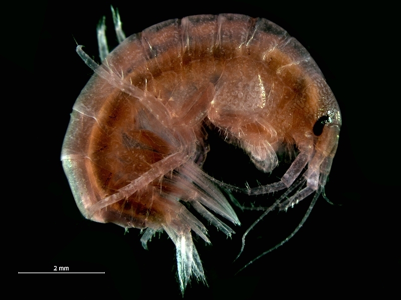 Gammarus crinicornis