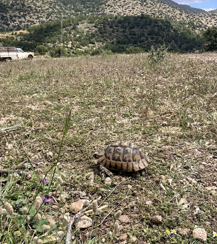 Greek Tortoise
