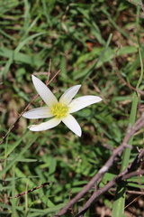 Zephyranthes mesochloa