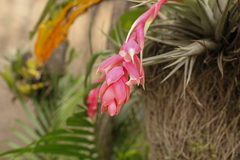 Tillandsia recurvifolia