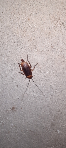 American Cockroach