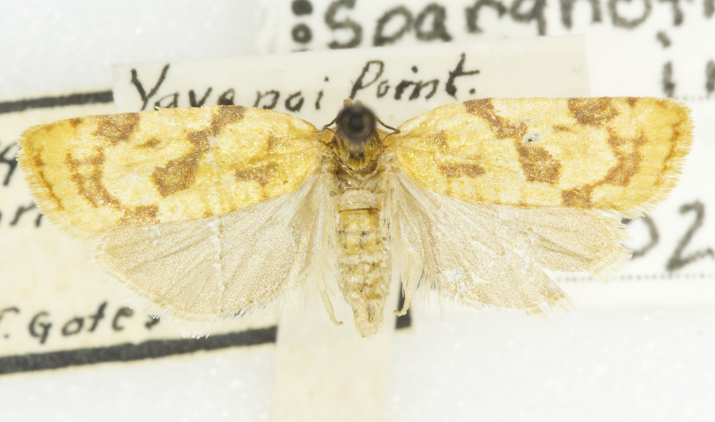 Sparganothis inconditana