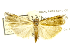 Thaumatopsis repandus