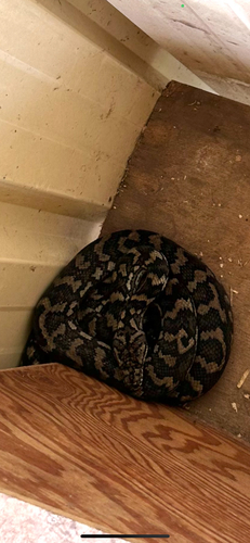 Coastal Carpet Python sighting