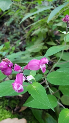 Image of Salvia involucrata by (c) Leonardo O. Alvarado Cárdenas, some rights reserved (CC BY)