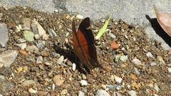 Marpesia furcula