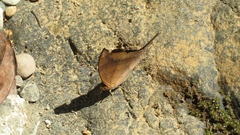 Marpesia furcula