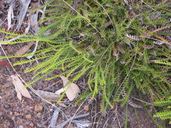 Banksia arctotidis