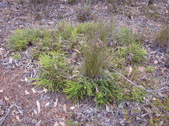 Banksia arctotidis