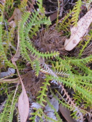 Banksia arctotidis