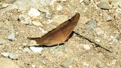 Marpesia furcula
