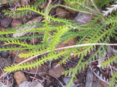 Banksia arctotidis