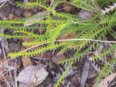 Banksia arctotidis