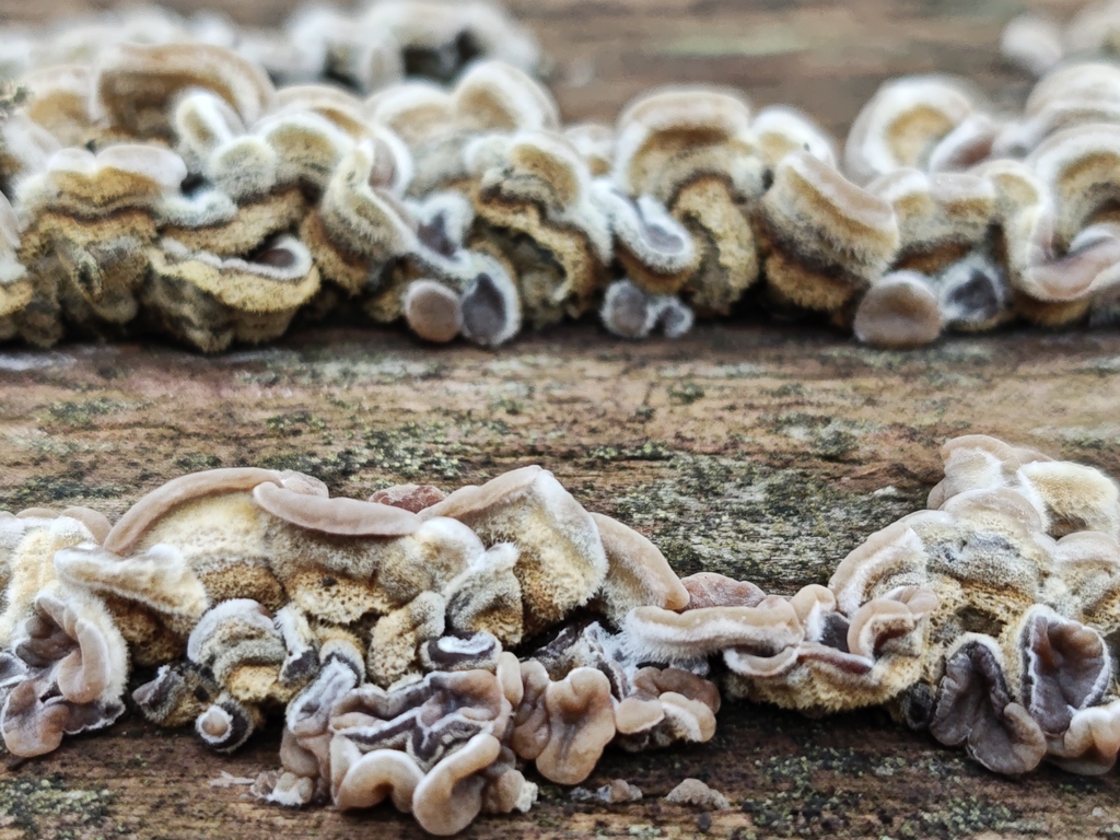 Auricularia mesenterica · December 2025 · photo: © dimitribrosens (iNaturalist, cc0)