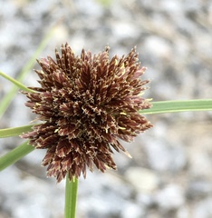 Cyperus reflexus