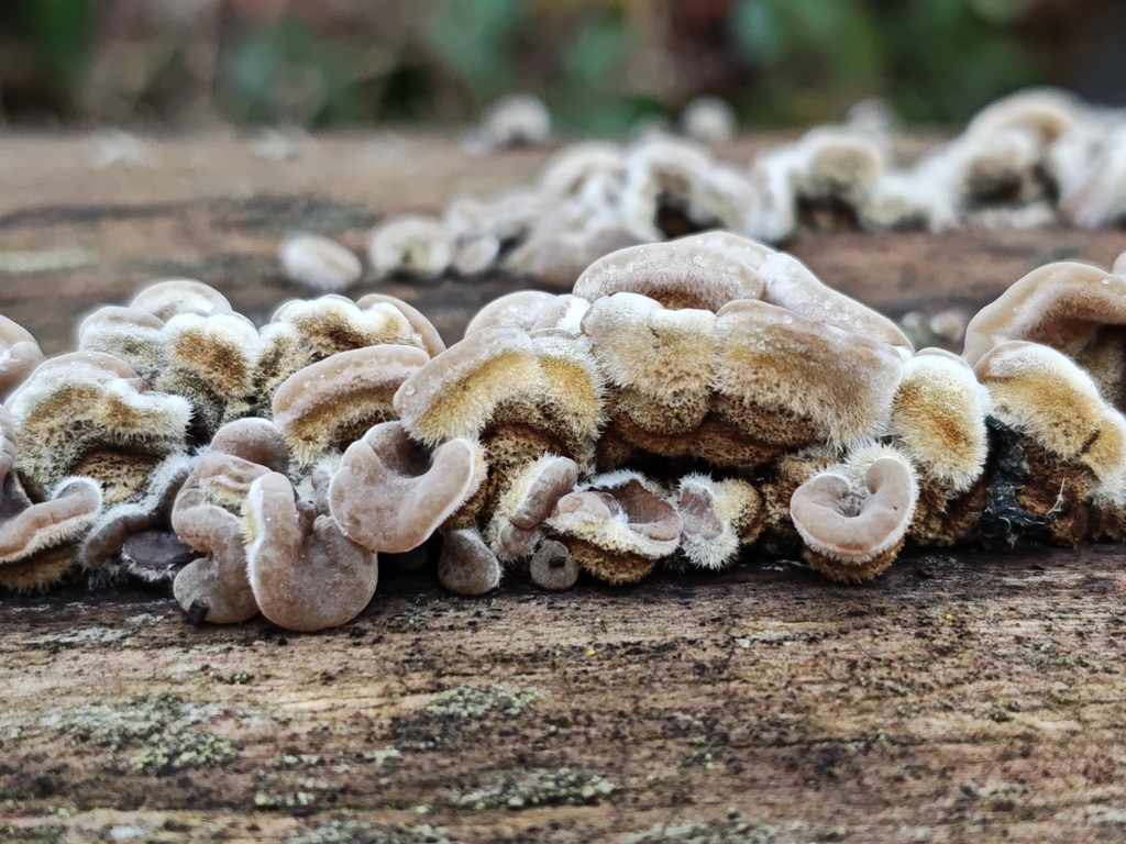 Auricularia mesenterica · December 2025 · photo: © dimitribrosens (iNaturalist, cc0)