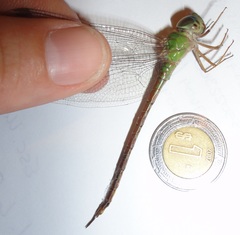 Triacanthagyna septima