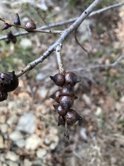 Disholcaspis pattersoni