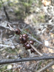 Disholcaspis pattersoni