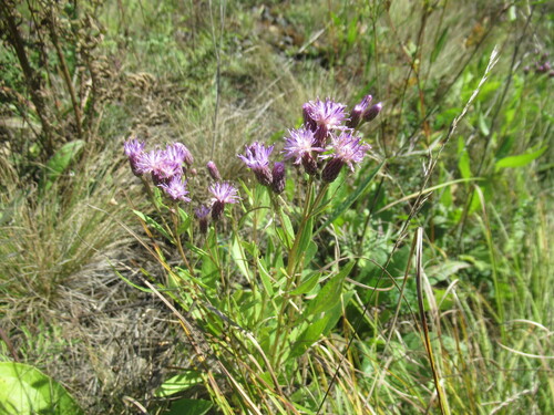Meadow Saussurea (Saussurea amara)
