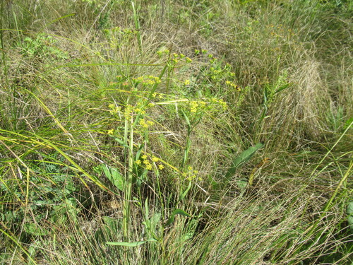 Red Thorowax (Bupleurum scorzonerifolium)