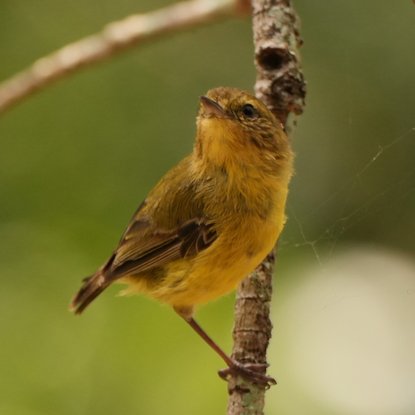 Acanthiza nana Vigors & Horsfield, 1827
