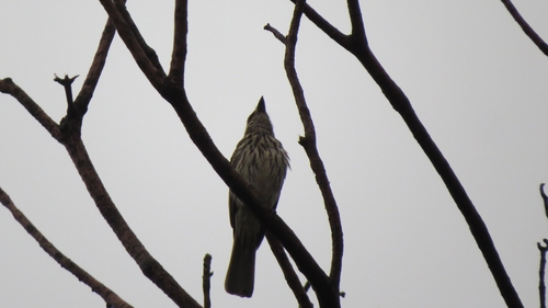 Streaked Flycatcher