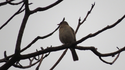 Creamy-bellied Thrush