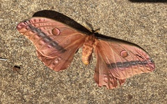 Opodiphthera loranthi