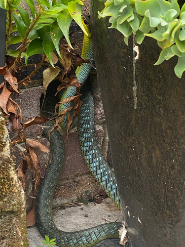 Common Tree Snake sighting