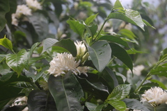 Coffea canephora