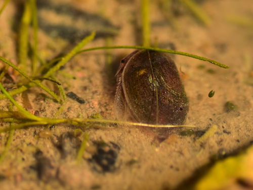 Cyzicus tetracerus
