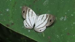 Leucochimona iphias image