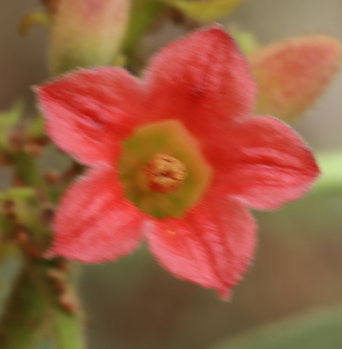 Brachychiton garrawayae (F.M.Bailey) Guymer 3