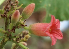 Brachychiton garrawayae