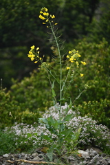 Brassica montana, photograph (c) Flavien Saboureau, some rights reserved (CC BY)