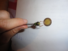 Triacanthagyna septima