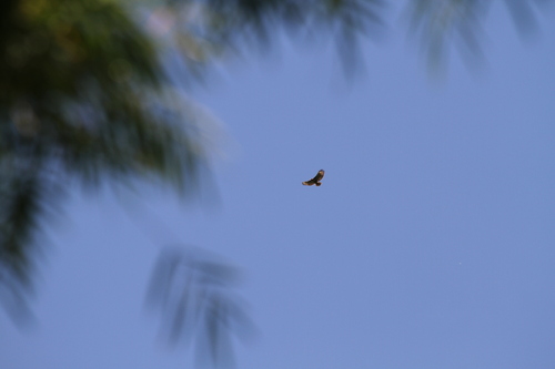 Madagascar Buzzard (Buteo brachypterus), photo 4