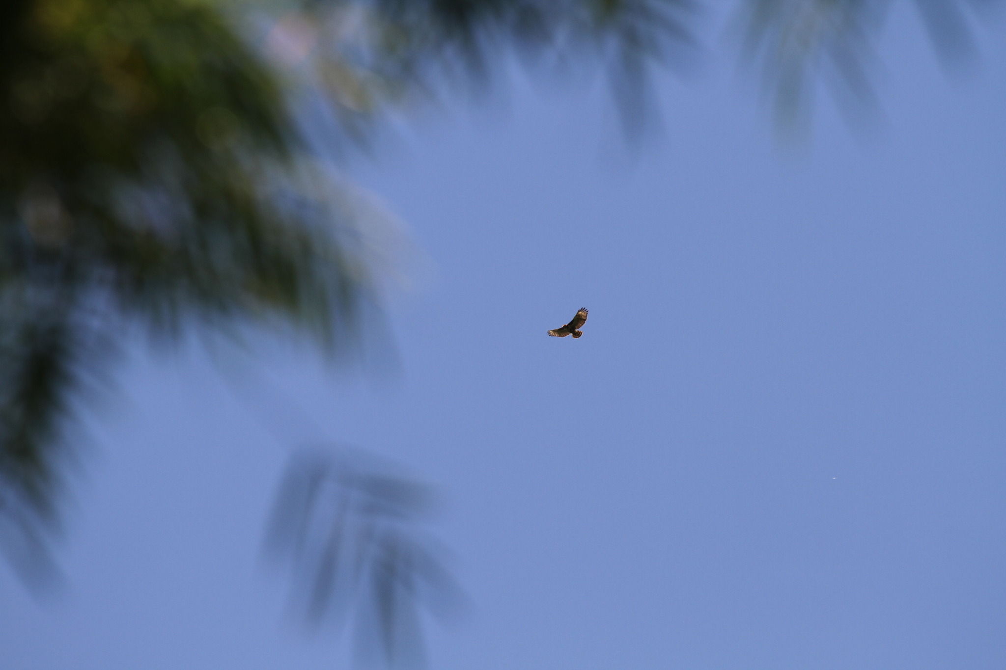 Madagascar Buzzard (Buteo brachypterus), photo 2