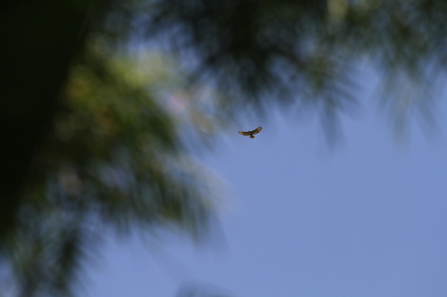 Madagascar Buzzard (Buteo brachypterus), photo 5