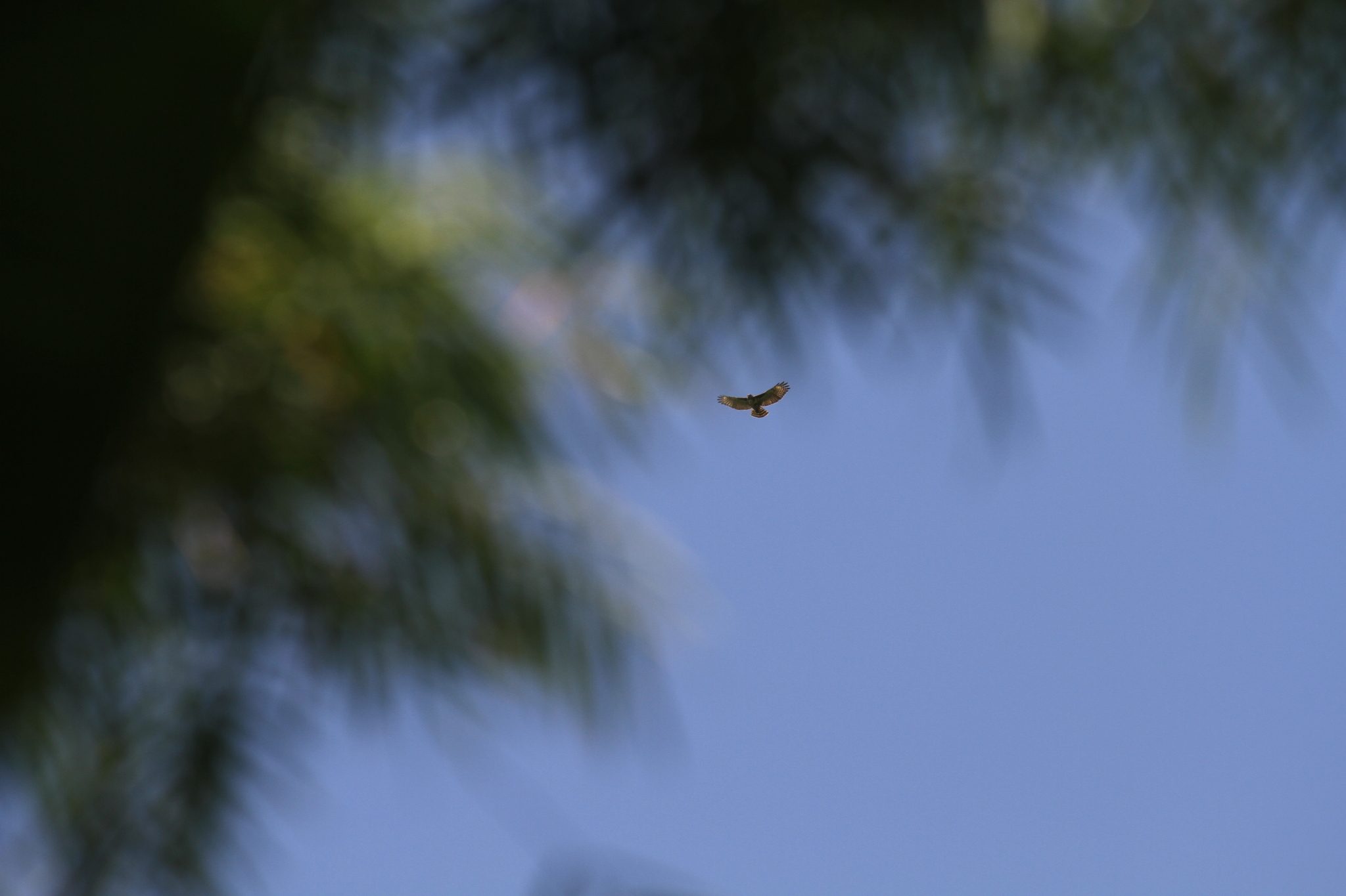 Madagascar Buzzard (Buteo brachypterus), photo 3