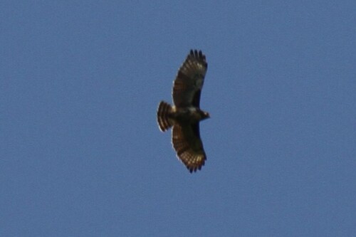 Madagascar Buzzard (Buteo brachypterus), photo 6