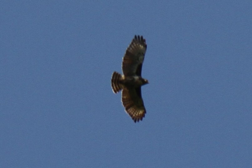 Madagascar Buzzard (Buteo brachypterus), photo 4