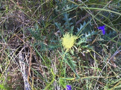 Banksia armata