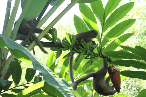 Northern Bamboo Lemur