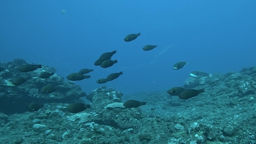 Scarus falcipinnis observed 2025-12-17