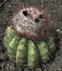 Melocactus