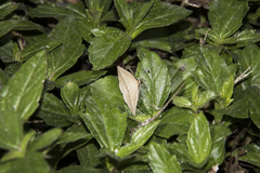 Ugia insuspecta