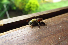Apoidea